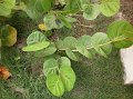 Sea Grape  Coccoloba uvifera